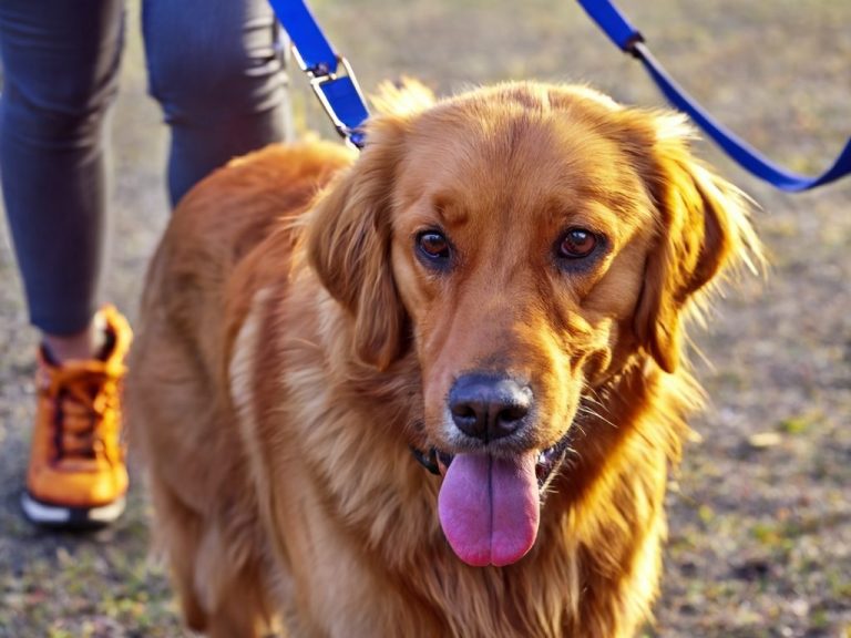 dog walking Golden Retriever with a blue leash, standing outdoors, tongue out and looking at the viewer.