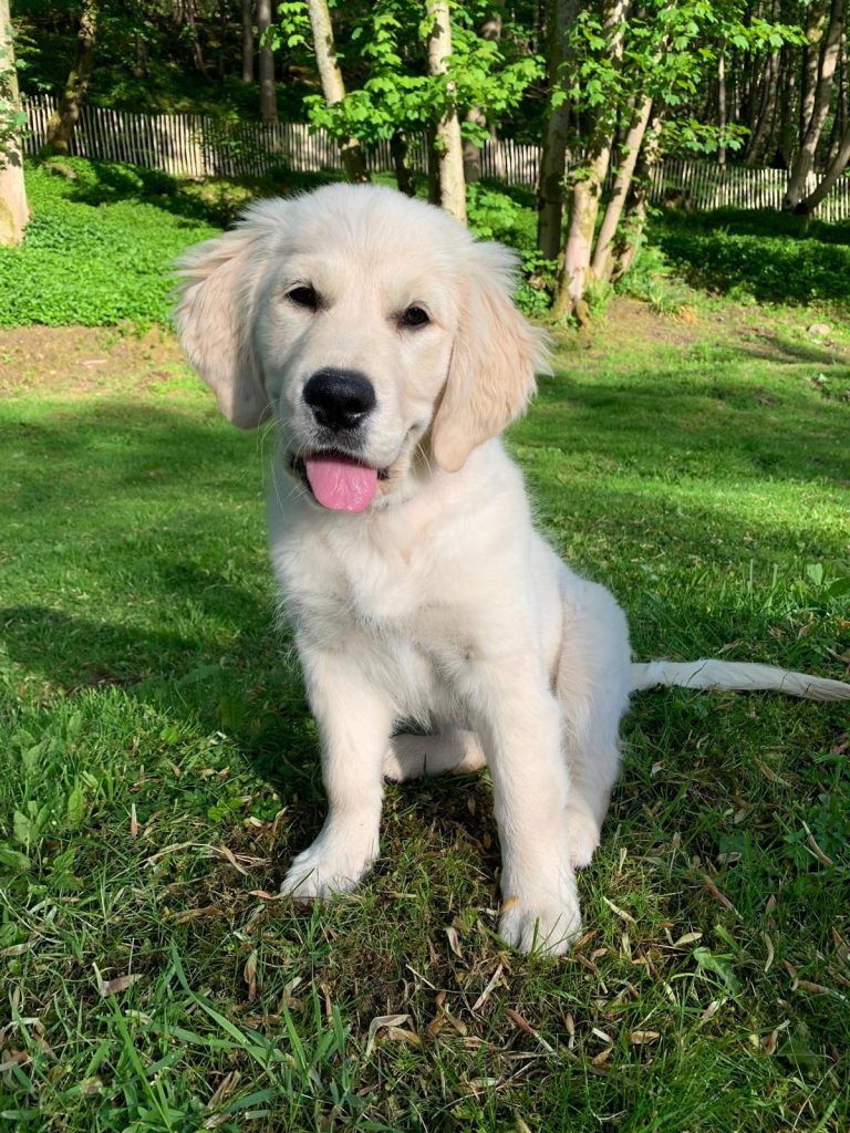puppy golden retriever A happy golden retriever puppy sitting on grass, surrounded by trees.