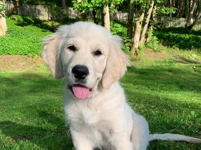 Puppy Help A playful golden retriever puppy with a happy expression, sitting on green grass.