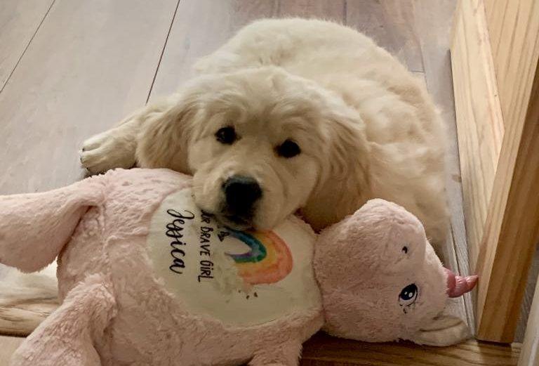 A cute golden retriever puppy lying beside a pink stuffed pig toy.