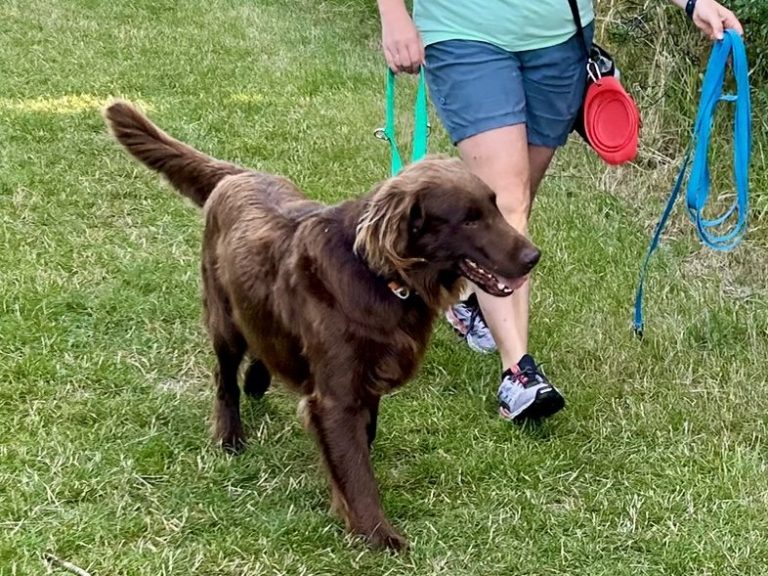 Behaviour led dog walks