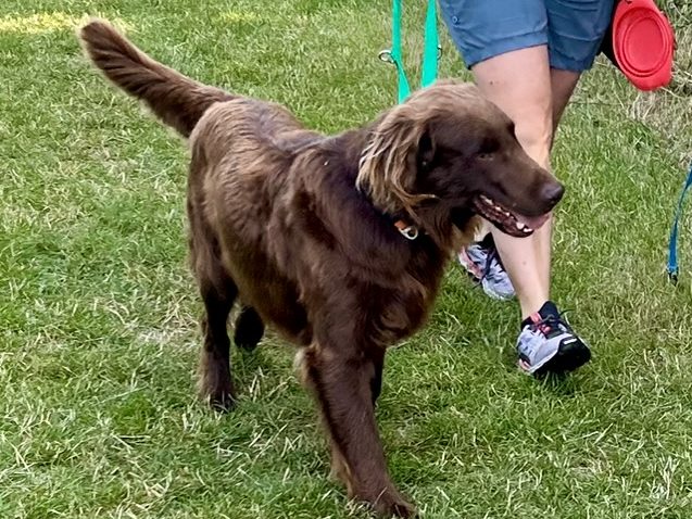 Help with walking walking a dog on a lead