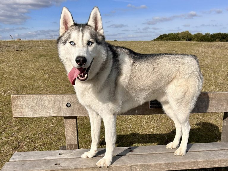 Siberian Husky A playful Siberian Husky standing on a bench, tongue out, in a grassy field.