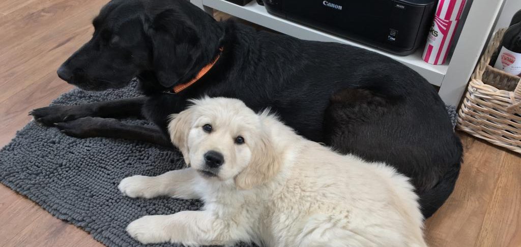 puppy with dog A black dog lying next to a fluffy white puppy on a grey mat.