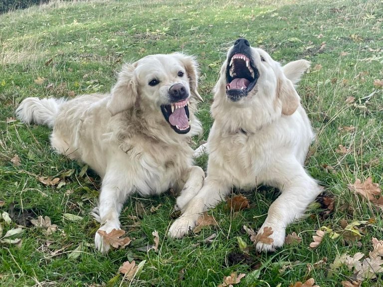 Dog behaviour Two playful golden retriever dogs lying on grass, barking happily.