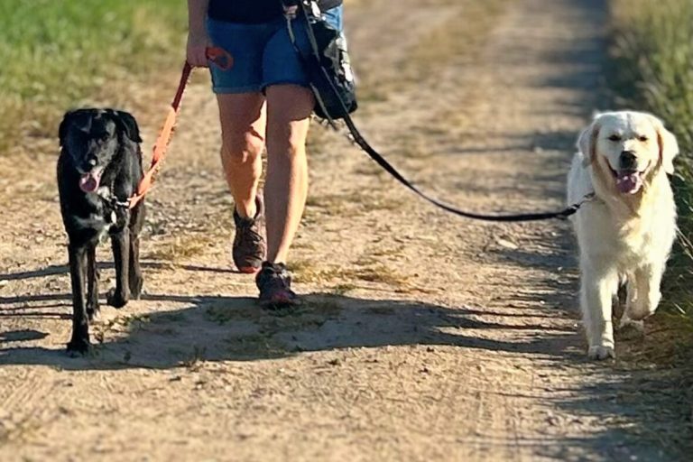 relaxed dog walking