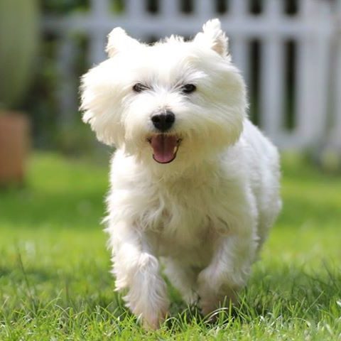 West Highland Terrier|Penny A playful white dog running on green grass in a sunny garden.