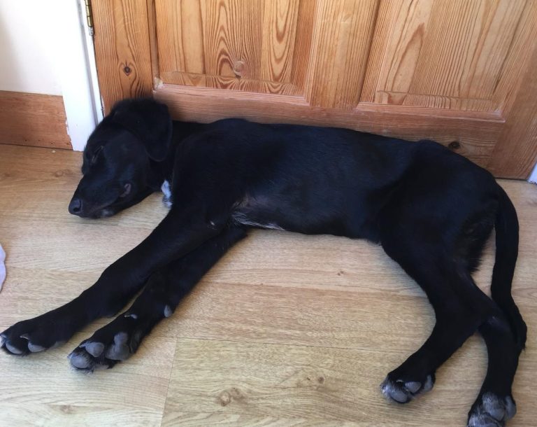 black puppy A black puppy sleeping on a wooden floor beside a door.